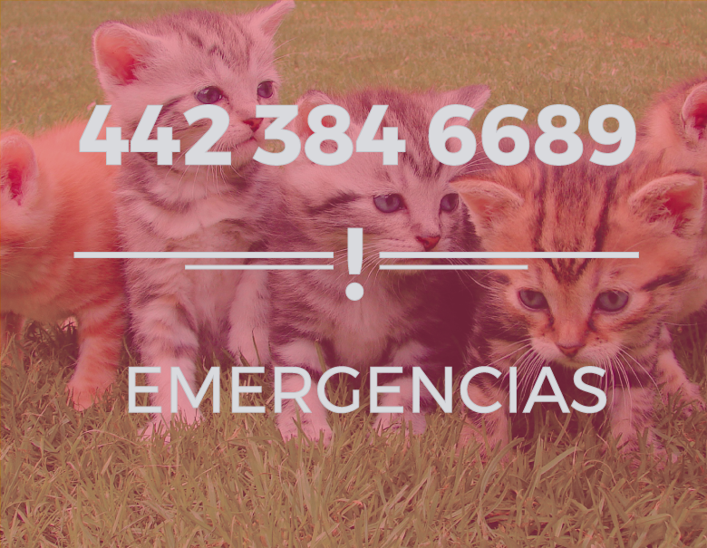 emergencias